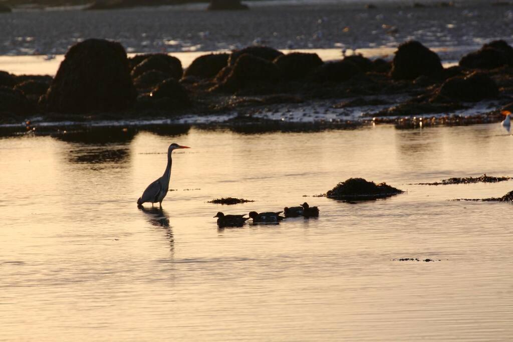 شقة Curlews Rest - Gateway To The Aran Islands غالواي المظهر الخارجي الصورة
