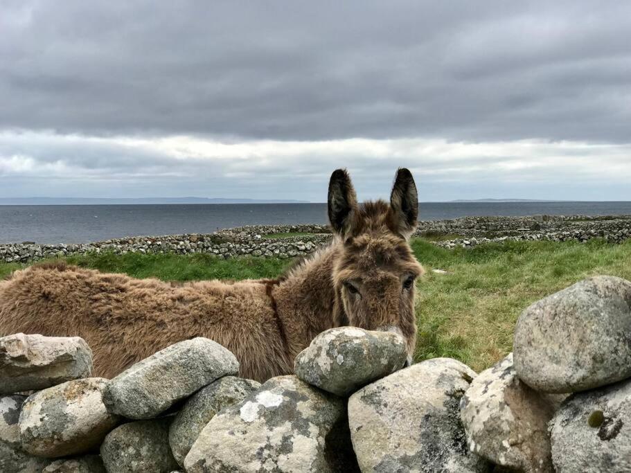 شقة Curlews Rest - Gateway To The Aran Islands غالواي المظهر الخارجي الصورة